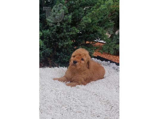 Labradoodle